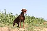 DOBERMANN 570